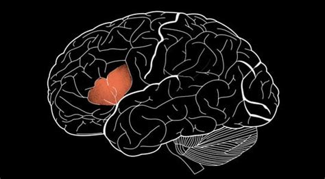 Study Shows Broca’s Area Has Multiple Roles