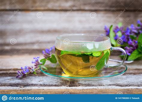 Fresh Catnip Tea In A Glass Cup Stock Image - Image of breakfast, leaf: 141700283