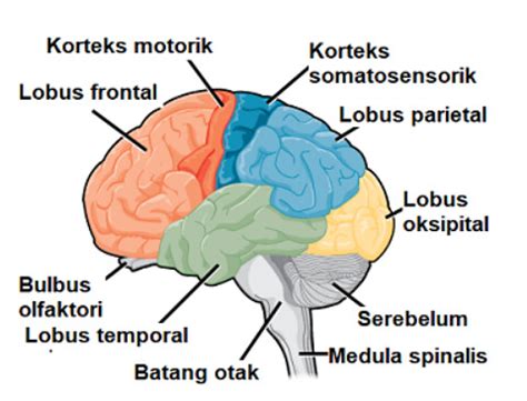 √ Sistem Saraf Pusat: Pengertian, Struktur, Fungsi + Gambar ...