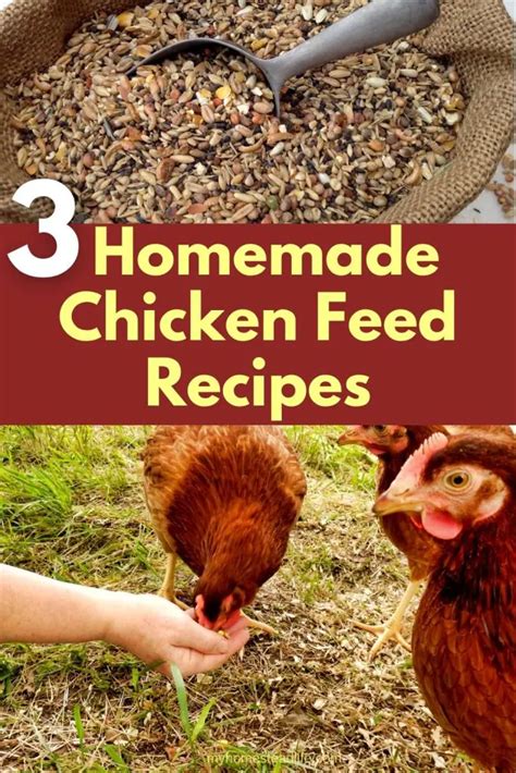 3 Amazing Homemade Chicken Feed Recipes - My Homestead Life