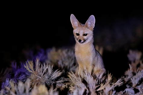 Desert Foxes | Species That Thrive in the Desert - All Things Foxes