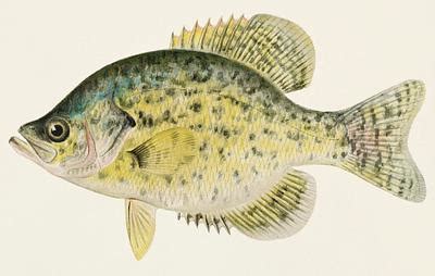 Sea Bass (Centropristes Striatus) illustrated.. | Free public domain illustration - 266359