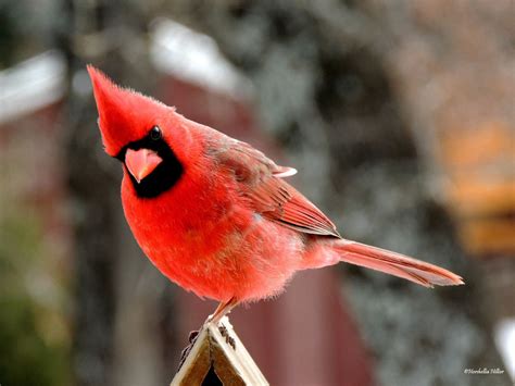 Male Cardinal, Red Bird by hershellias on Etsy Cardinal Pictures, Red Birds, Bird Photography ...