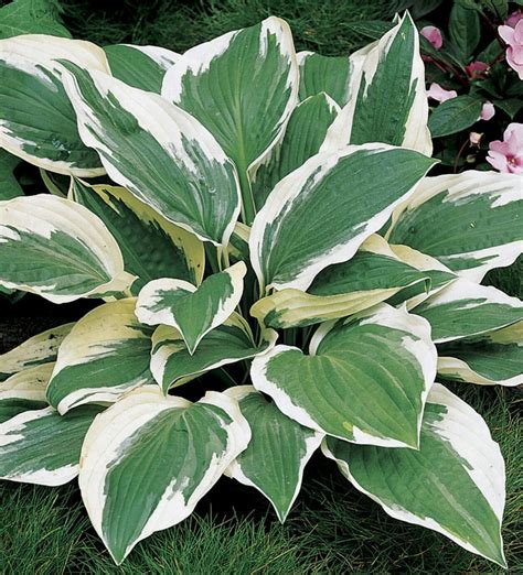 Hostas - Patriot | Shade perennials, Perennial plants, Hosta plants