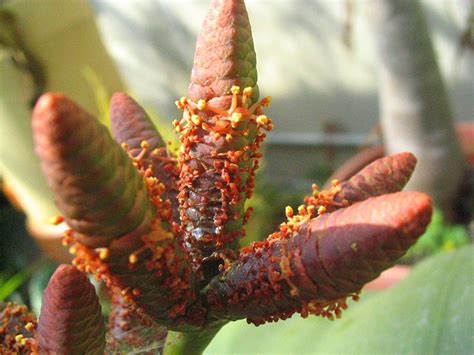 The Welwitschia mirabilis — one truly remarkable plant | The Riverdale ...