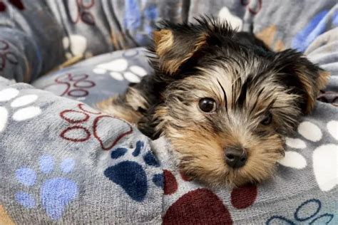 Crate Training a Yorkie Puppy: Potty Train Your Dog