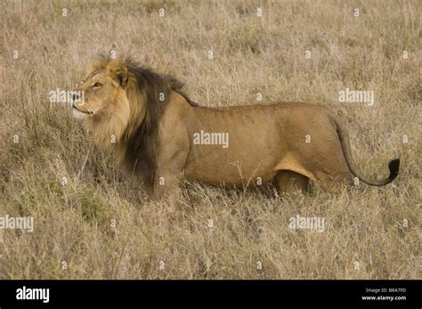 Full Body Profile Lion High Resolution Stock Photography and Images - Alamy