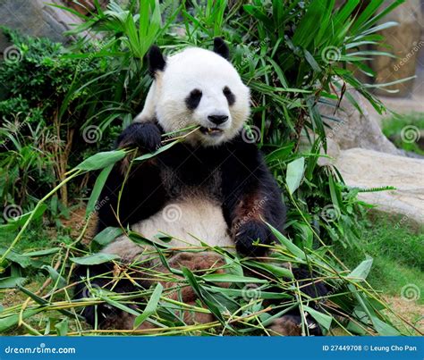 Giant Panda Eating Bamboo Royalty Free Stock Photos - Image: 27449708