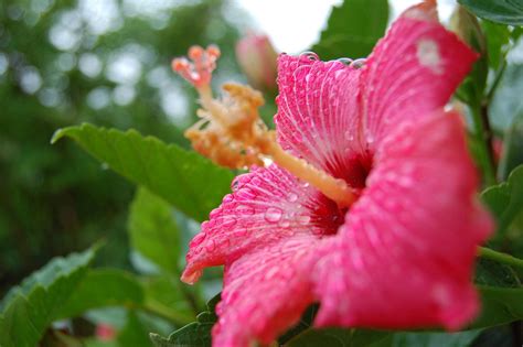 Pink Hibiscus Wallpaper - KoLPaPer - Awesome Free HD Wallpapers