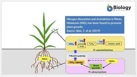 Assimilation - Definition and Examples - Biology Online Dictionary