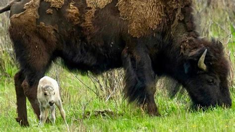 Observers Say Yellowstone’s White Bison Is the Real Deal, Plan Ceremony ...