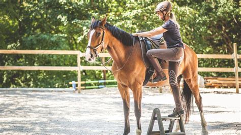 Horse Training: Step By Step Guide For Beginners