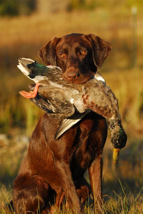 Hunting Labrador Retriever stock photo. Image of obedient - 11380358