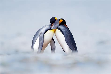 Animals With The Most Elaborate Courting Rituals - WorldAtlas.com