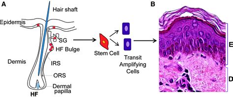 Epithelialization in Wound Healing: A Comprehensive Review | Advances ...