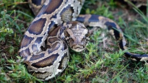 Unbelievable! Largest python nest found in Florida's Everglades with ...