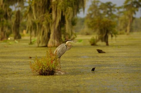 Atchafalaya Basin — Atchafalaya Basinkeeper