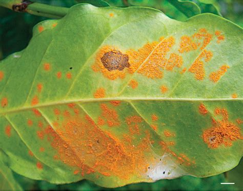 Coffee leaf rust: Spotting and managing Hemileia vastatrix