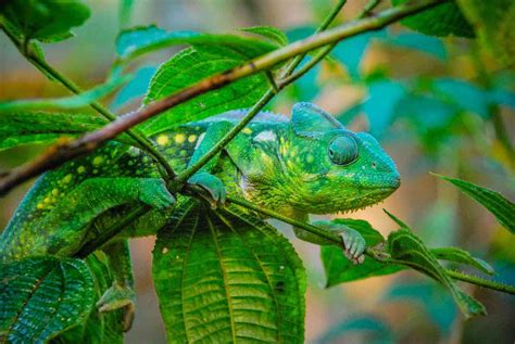 Mimetismo, o que é? Principais tipos encontrados na natureza