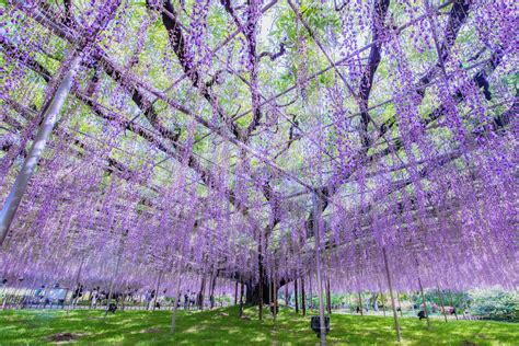 Is Ashikaga Flower Park Worth Visiting?