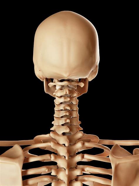 Human Skeleton Neck Bones