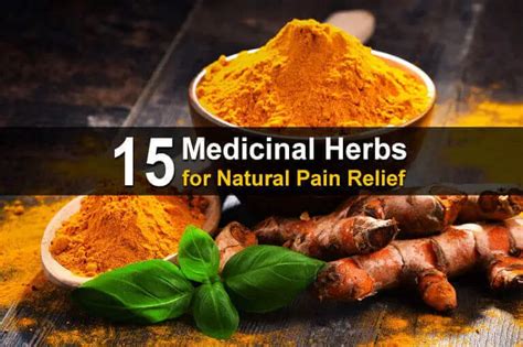 15 Medicinal Herbs to Help You Ease The Pain Naturally