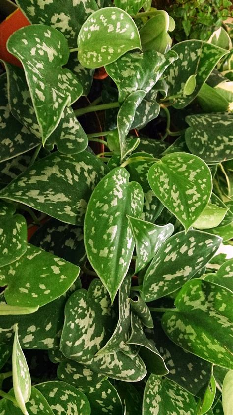 Pothos Varieties: 15 Beautiful Types to Get Your Hands On