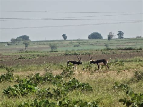 Samvedna-a society for global concerns,Jabalpur: Kuno Palpur National ...