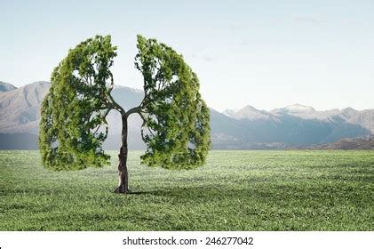 Tree In Lung / Tree Lung Veins River Wiolo Com - Thus, the bronchioles resemble a branching or ...