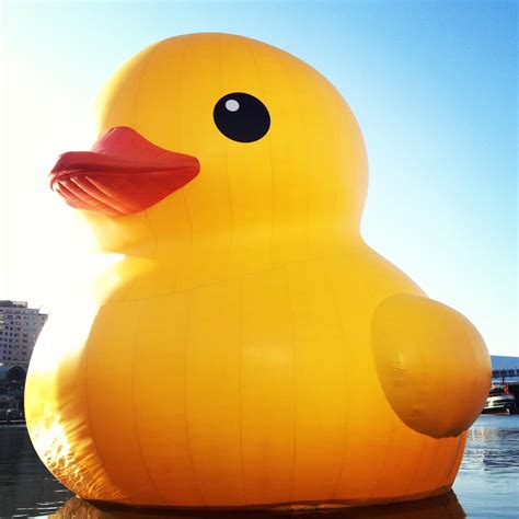 A Wife's Charmed Life: Giant Rubber Duck in Sydney