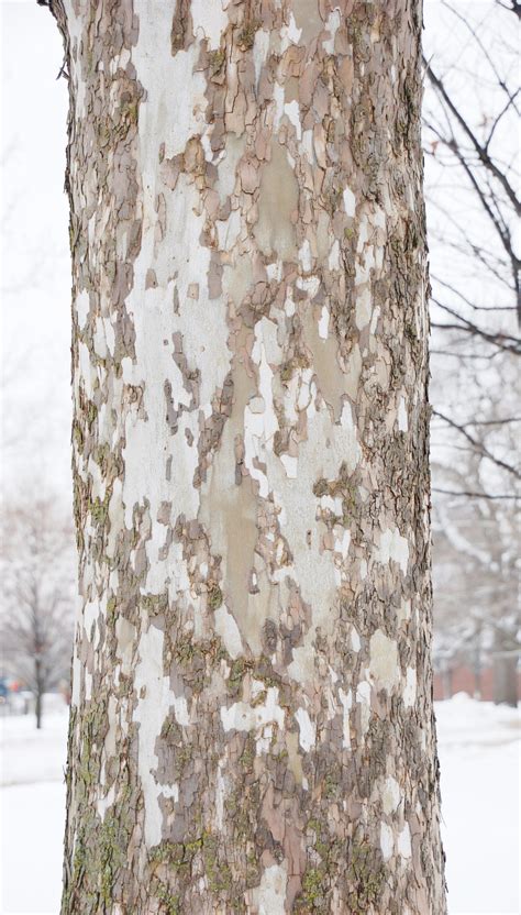 Peeling Sycamore Tree Bark is Normal