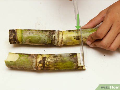 3 Ways to Eat a Sugar Cane - wikiHow