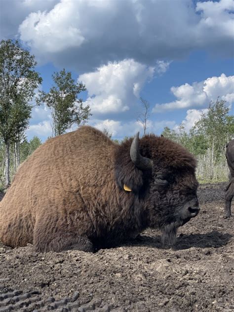 Bison ranch stays true to Indigenous culture and heritage - Food ...