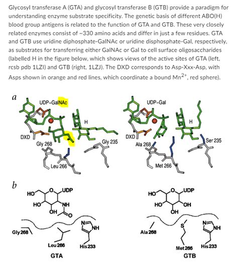 Solved Glycosyl transferase A (GTA) and glycosyl transferase | Chegg.com