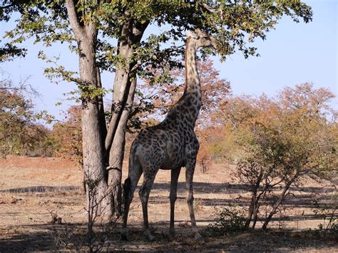 Mosi-oa-Tunya National Park, Zambia | Mosi-oa-Tunya National… | Flickr