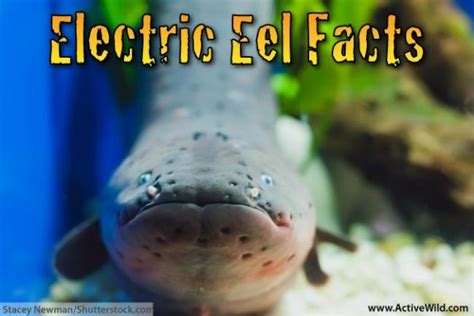 Electric Eel Facts For Kids & Adults: Pictures, Information & Video