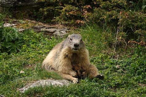 What is The National Animal of Switzerland?