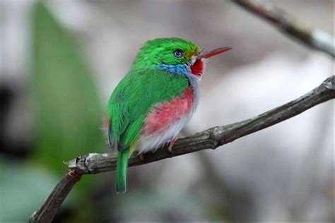 Birding in Cuba - Naturetrek