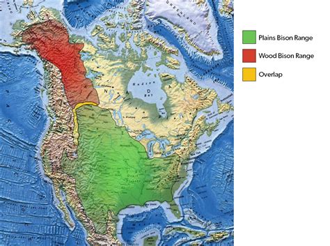 Bison | The Canadian Encyclopedia