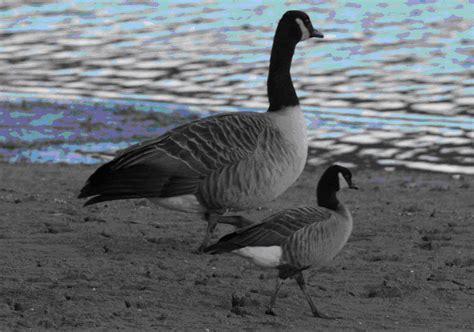 Birdwatch ID Blog: Cackling Geese: a closer look