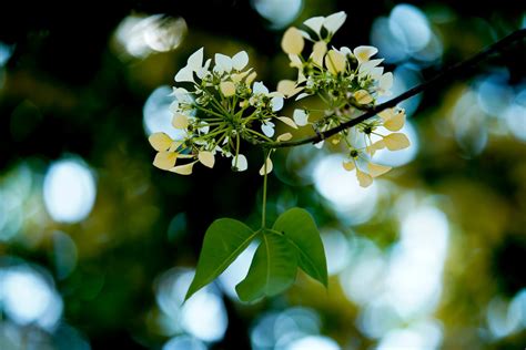 “Hoa bun” (crateva nurvala flowers) bloom brilliantly in late spring