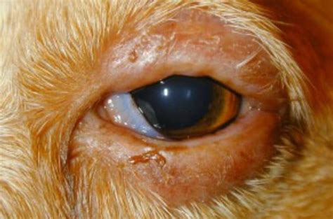 Dog’s Swollen Eye & Eyelid: Is it Blepharitis? Remedies & Treatment | Dogs, Cats, Pets