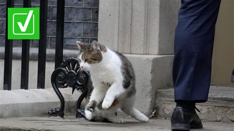 Larry the Cat has outlasted last 4 UK prime ministers | firstcoastnews.com