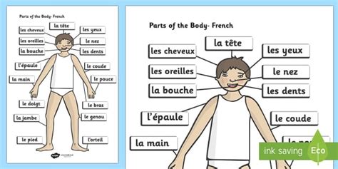 Parts of the Body (French, A4) - parts of the body, French