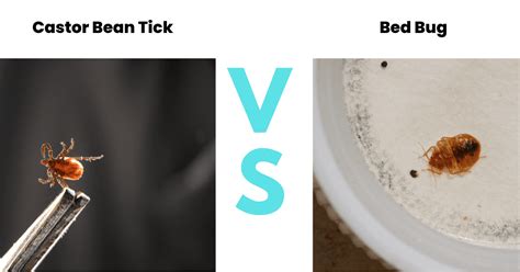 Tick vs Bed Bug: A Guide with Photos