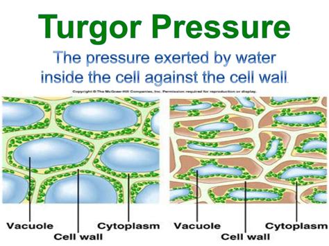 Turgor Pressure In Plants - Plant Ideas