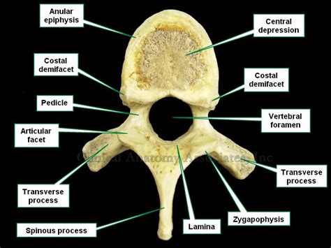 vertebral endplate