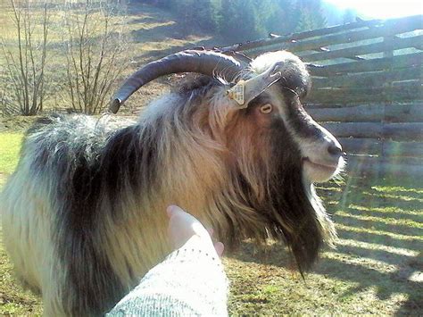 Goats Are Farm Animals That Make Great Pets! - PetHelpful