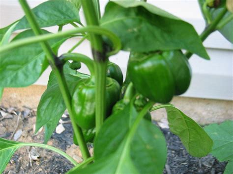 Gallery For > Bell Pepper Plant Leaves