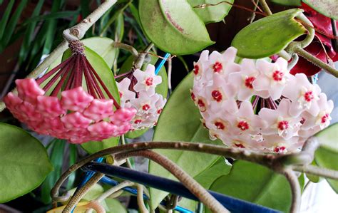 After 7 years my Hoya carnosa (wax plant) is finally blooming! : r/gardening